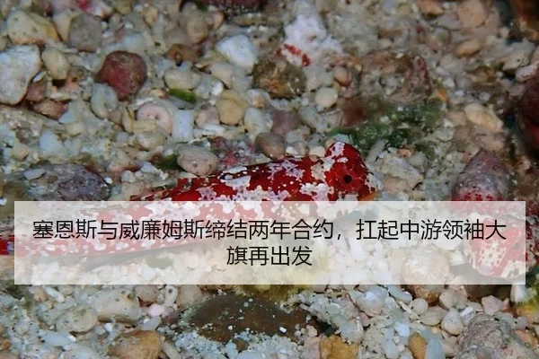塞恩斯与威廉姆斯缔结两年合约，扛起中游领袖大旗再出发